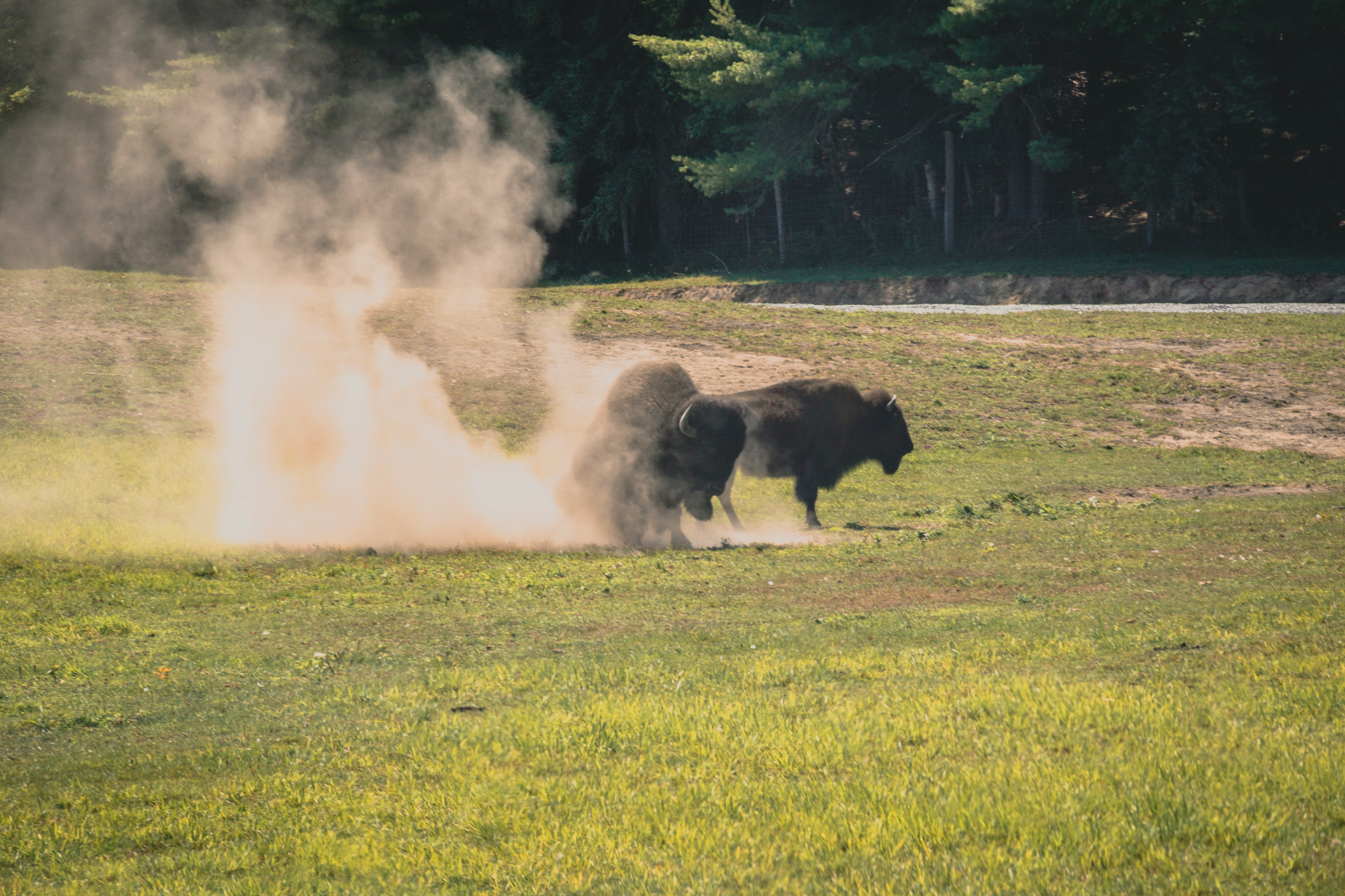 bison fighting during daytime
